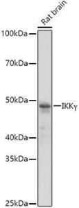 Anti-IKK gamma / NEMO Rabbit Polyclonal Antibody