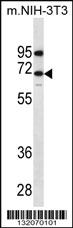 Anti-ME2 Rabbit Polyclonal Antibody