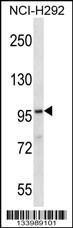 Anti-FA83G Rabbit Polyclonal Antibody (AP (Alkaline Phosphatase))