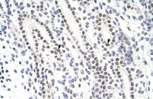 Anti-ZNF296 Rabbit Polyclonal Antibody