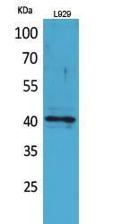 Antibody anti-CCR3 100 µg