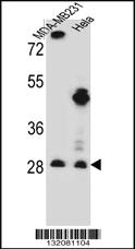 Anti-EIF4H Rabbit Polyclonal Antibody