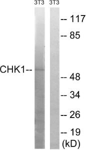 Western blot analysis of lysates from NIH/3T3 cells using Anti-Chk1 Antibody. The right hand lane represents a negative control, where the antibody is blocked by the immunising peptide.