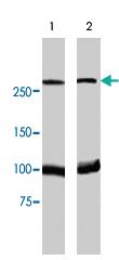 Anti-MDC1 Rabbit Polyclonal Antibody