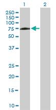 Anti-PPIL4 Mouse Polyclonal Antibody