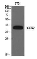 Anti-CCR2 Rabbit Polyclonal Antibody