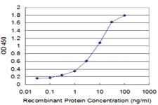 Anti-POU3F2 Mouse Monoclonal Antibody [clone: 1H5]