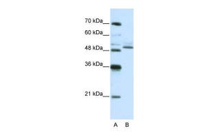 Anti-ZNF296 Rabbit Polyclonal Antibody