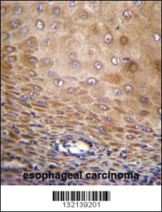 Anti-SFR1 Rabbit Polyclonal Antibody