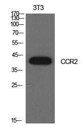 Anti-CCR2 Rabbit Polyclonal Antibody