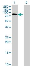 Anti-BTN3A3 Mouse Polyclonal Antibody