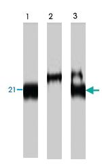 Anti-BNAS2 Rabbit Polyclonal Antibody