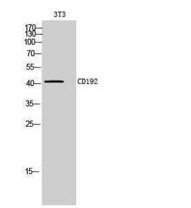 Anti-CCR2 Rabbit Polyclonal Antibody