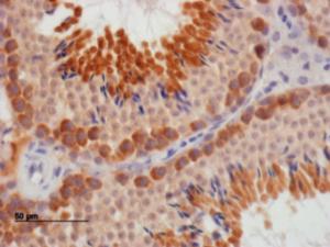 EB06857 staining of paraffin embedded Mouse Testis.