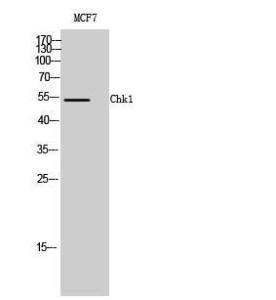 Western blot analysis of MCF7 cells using Anti-Chk1 Antibody