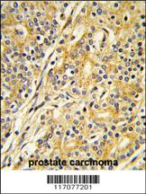 Anti-STK25 Rabbit Polyclonal Antibody