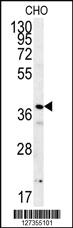 Anti-TUFM Rabbit Polyclonal Antibody