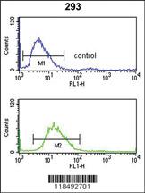 Anti-SERPINF1 Rabbit Polyclonal Antibody