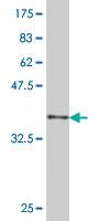 Anti-SPCS3 Mouse Polyclonal Antibody