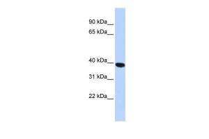 Anti-HYAL1 Rabbit Polyclonal Antibody