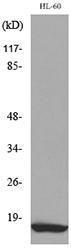 Western blot analysis of lysate from HL 60 cells using Anti-CCL4 Antibody