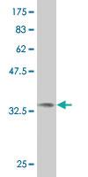 Anti-NMI Mouse Monoclonal Antibody [clone: 9E8]