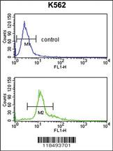 Anti-SERPINF1 Rabbit Polyclonal Antibody