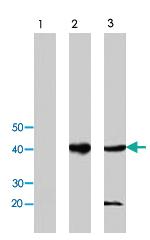 Anti-IDO1 Rabbit Polyclonal Antibody