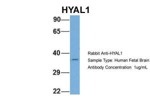 Anti-HYAL1 Rabbit Polyclonal Antibody