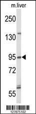 Anti-GEN1 Rabbit Polyclonal Antibody (PE (Phycoerythrin))