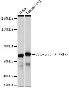 Antibody A308287-100 100 µl