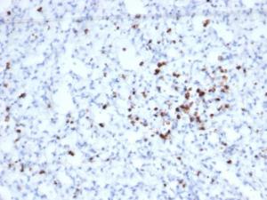 Immunohistochemical analysis of formalin-fixed, paraffin-embedded human spleen tissue using Anti-Granzyme B Antibody [rGZMB/6740]