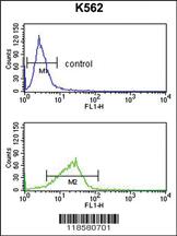 Anti-POLE3 Rabbit Polyclonal Antibody