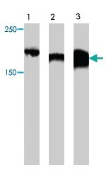 Anti-ZBTB38 Rabbit Polyclonal Antibody