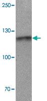 Anti-CRIM1 Rabbit Polyclonal Antibody