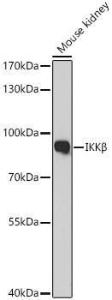 Anti-IKK beta Rabbit Polyclonal Antibody