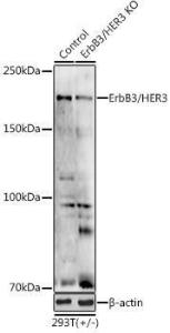 Antibody anti-ERBB3 100 µl