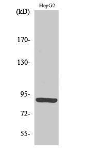 Western blot analysis of various cells using Anti-CDH15 Antibody