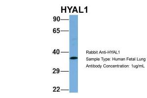 Anti-HYAL1 Rabbit Polyclonal Antibody