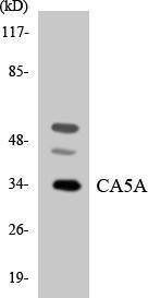 Anti-CA5A Rabbit Polyclonal Antibody