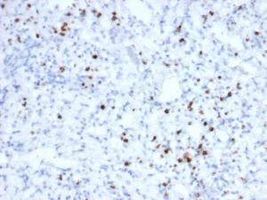 Immunohistochemical analysis of formalin-fixed, paraffin-embedded human tonsil tissue using Anti-Granzyme B Antibody [rGZMB/6740]