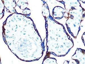 Antibody A308287-100 100 µl