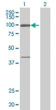 Anti-NOD1 Mouse Polyclonal Antibody