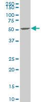 Anti-SPOCK3 Mouse Polyclonal Antibody