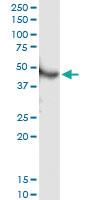 Anti-PAX6 Polyclonal Antibody Pair