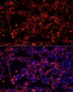 Antibody A308287-100 100 µl