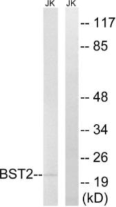 Western blot analysis of lysates from Jurkat cells using Anti-BST2 Antibody. The right hand lane represents a negative control, where the antibody is blocked by the immunising peptide