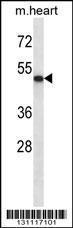 Anti-ABI2 Rabbit Polyclonal Antibody (FITC (Fluorescein Isothiocyanate))