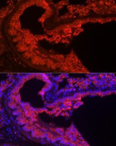 Antibody A308287-100 100 µl