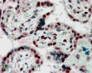 EB06958 (2.5 µg/ml) staining of paraffin embedded Human Placenta. Steamed antigen retrieval with citrate buffer pH 6, AP-staining.